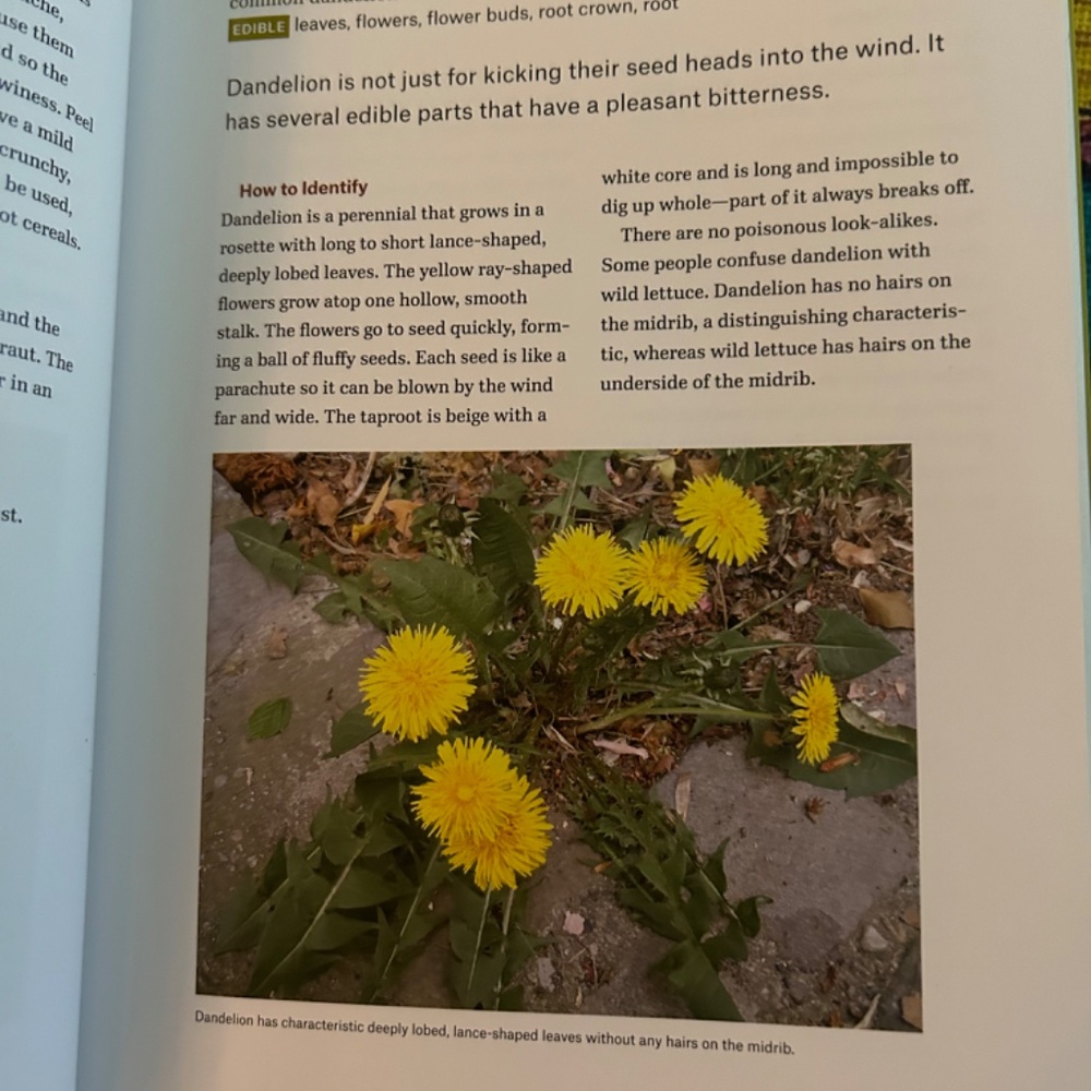 Southeast Foraging Book - Picture 4 of 6